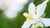 white columbine flower essence LOTUSWEI