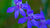 wild delphinium LOTUSWEI flower essence Sedona