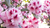 RHODODENDRON FLOWER ESSENCE