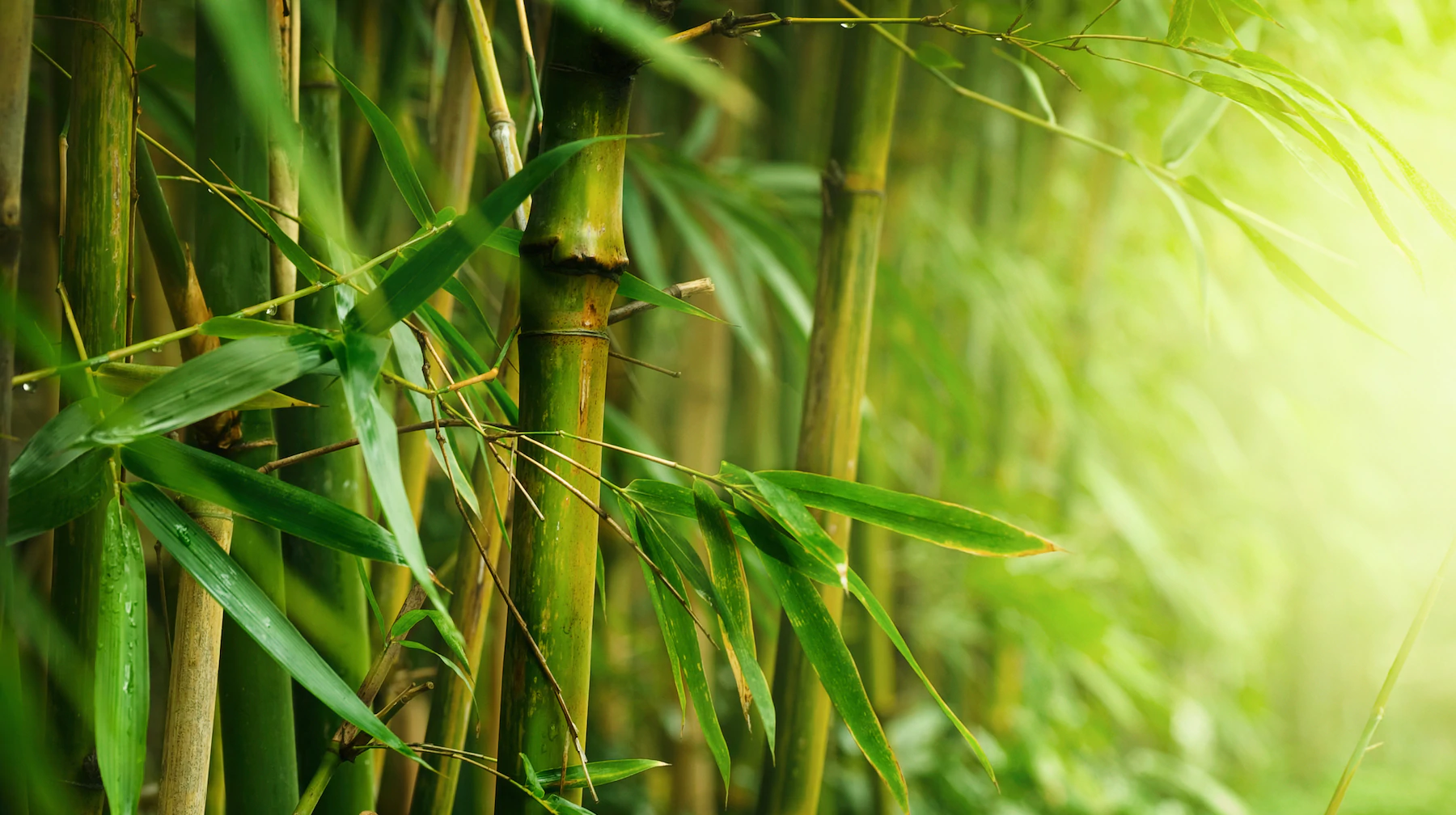 bamboo LOTUSWEI flower elixirs