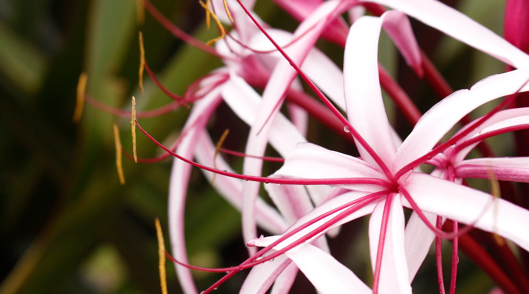 giant spider lily LOTUSWEI flower essences