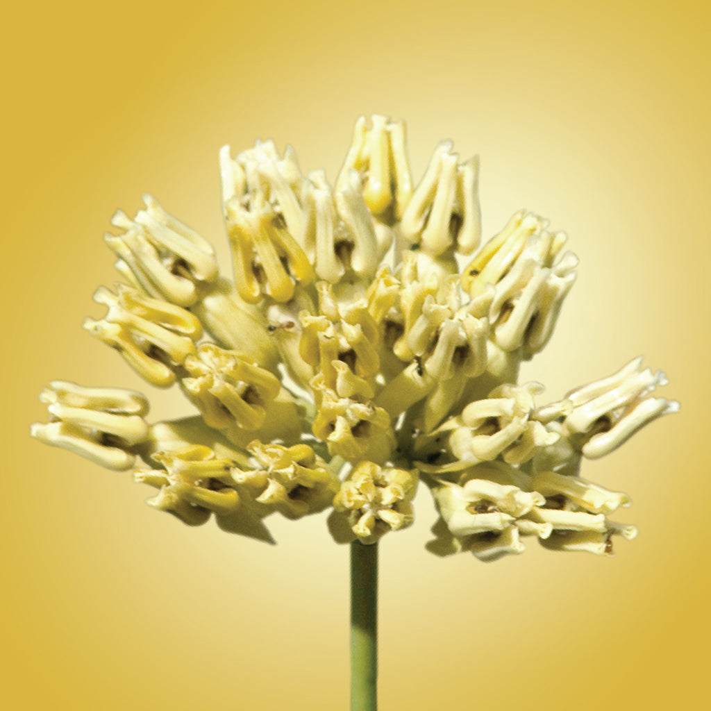 Desert Milkweed Elixir